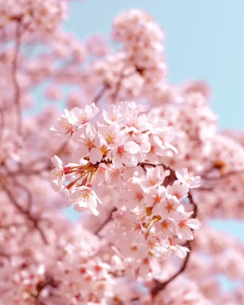 Cherry blossoms in soft spring light — Mirai Japanese Classes, Pune